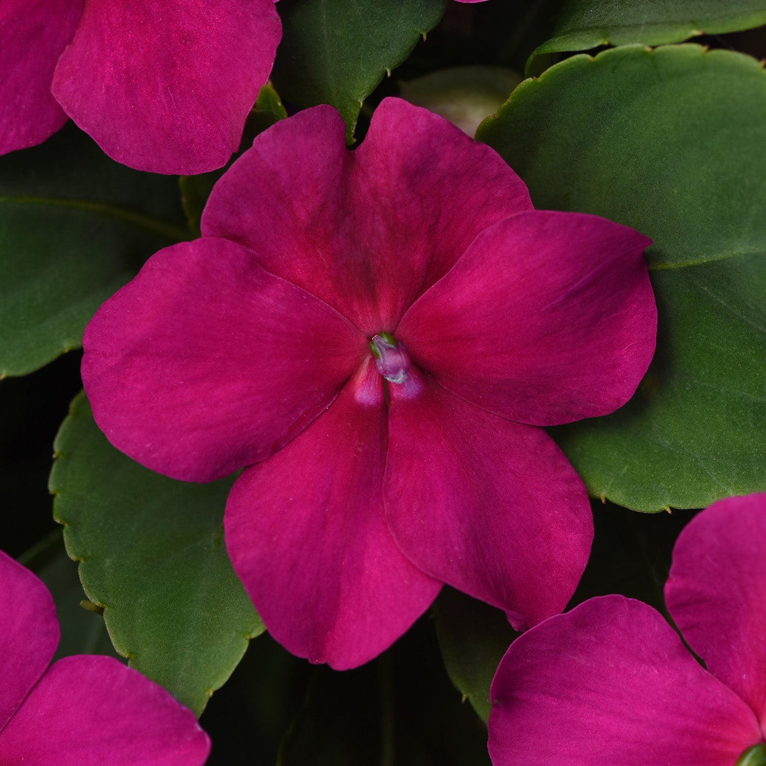 Beacon Violet Shades Impatiens