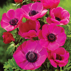 Mona Lisa Orchid Shades Anemone