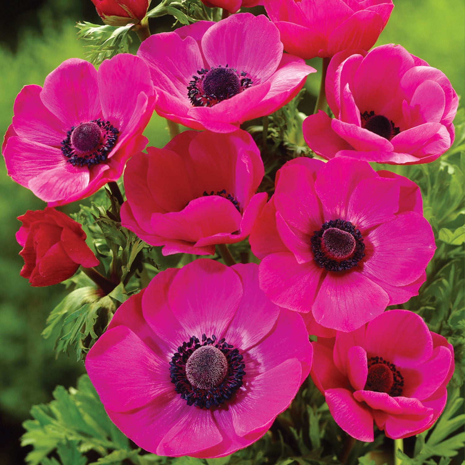 Mona Lisa Orchid Shades Anemone