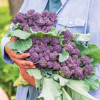 Burgundy Delight Lettuce