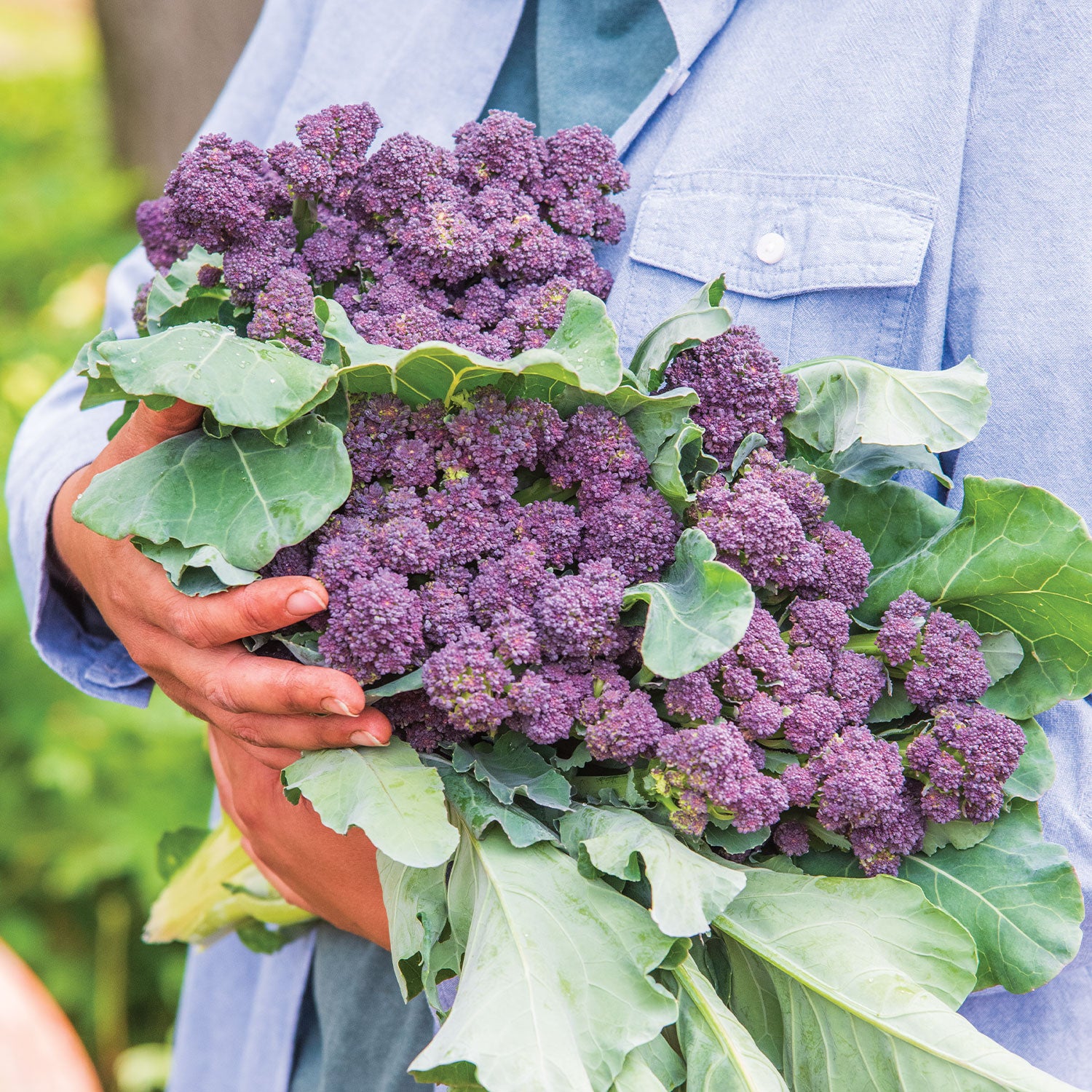 Burgundy Delight Lettuce