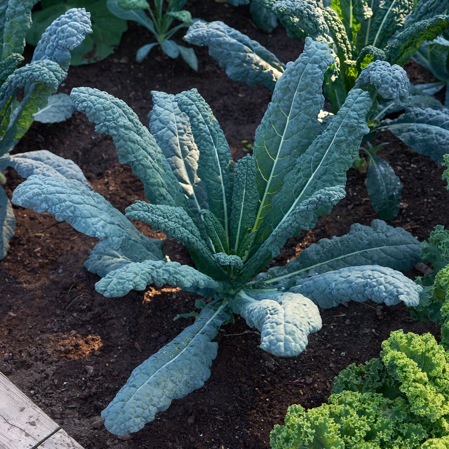 Lacinato Kale