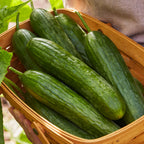 Lunchbox Cucumber