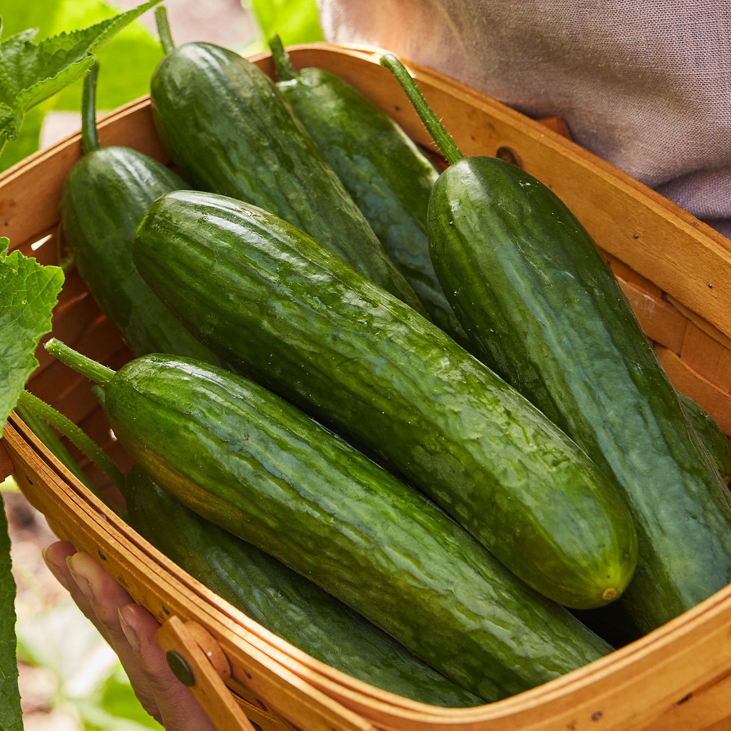 Lunchbox Cucumber