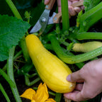 Saffron Summer Squash