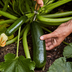 Fordhook Zucchini Summer Squash