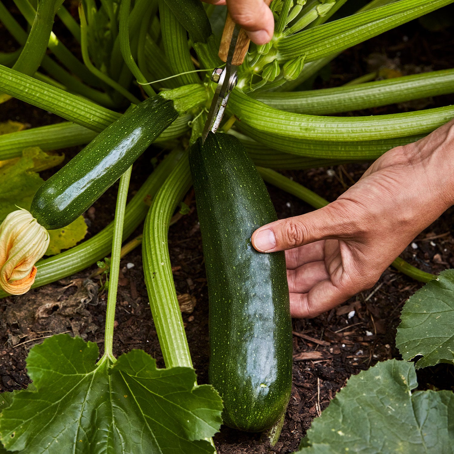 Fordhook Zucchini Summer Squash