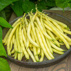 Gold Mine Bush Bean