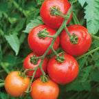 Mountain Magic Tomato
