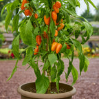 Orange Pop Sweet Pepper