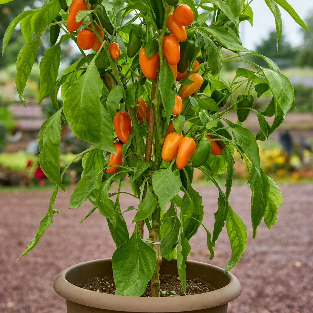 Orange Pop Sweet Pepper
