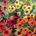 Warm Summer Echinacea