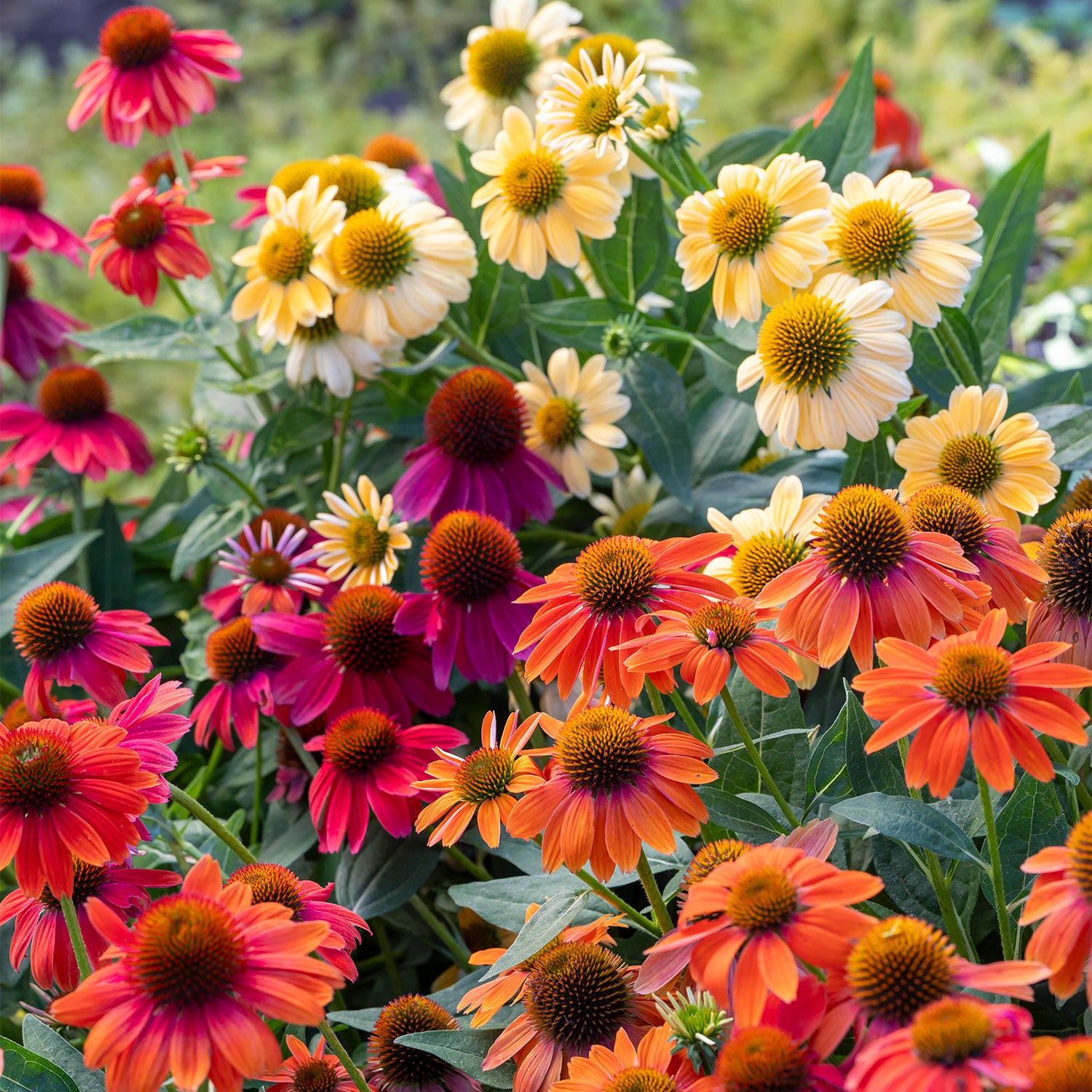 Warm Summer Echinacea