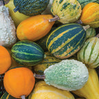 Small Fancy Mix Ornamental Gourd
