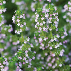 Lemon Thyme