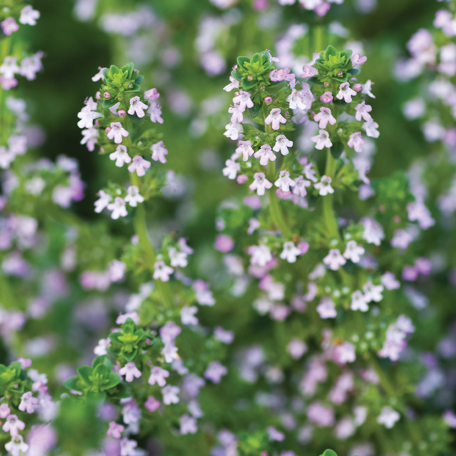 Lemon Thyme