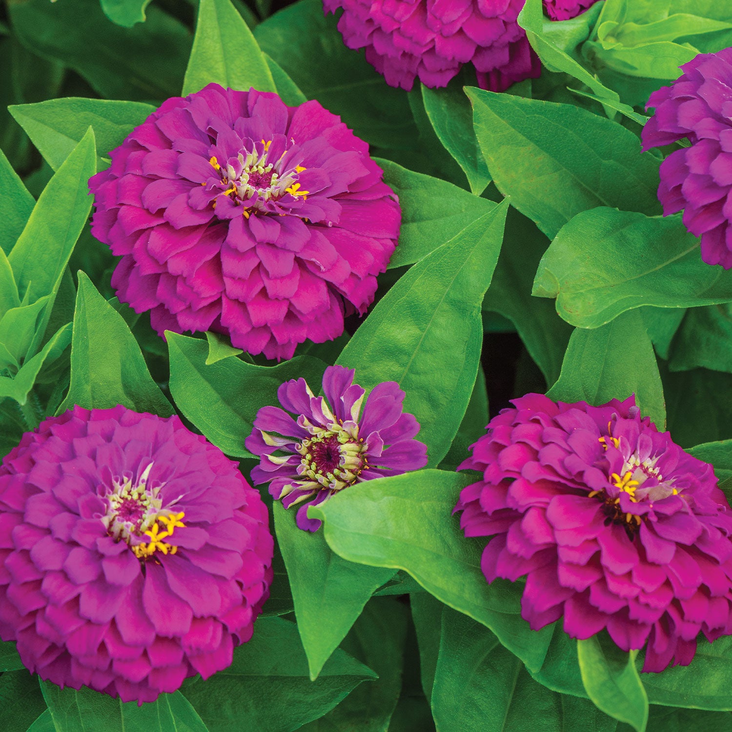 Amethyst Treasure Zinnia
