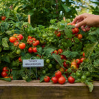 Veranda Red Tomato