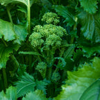 Spring Broccoli Raab