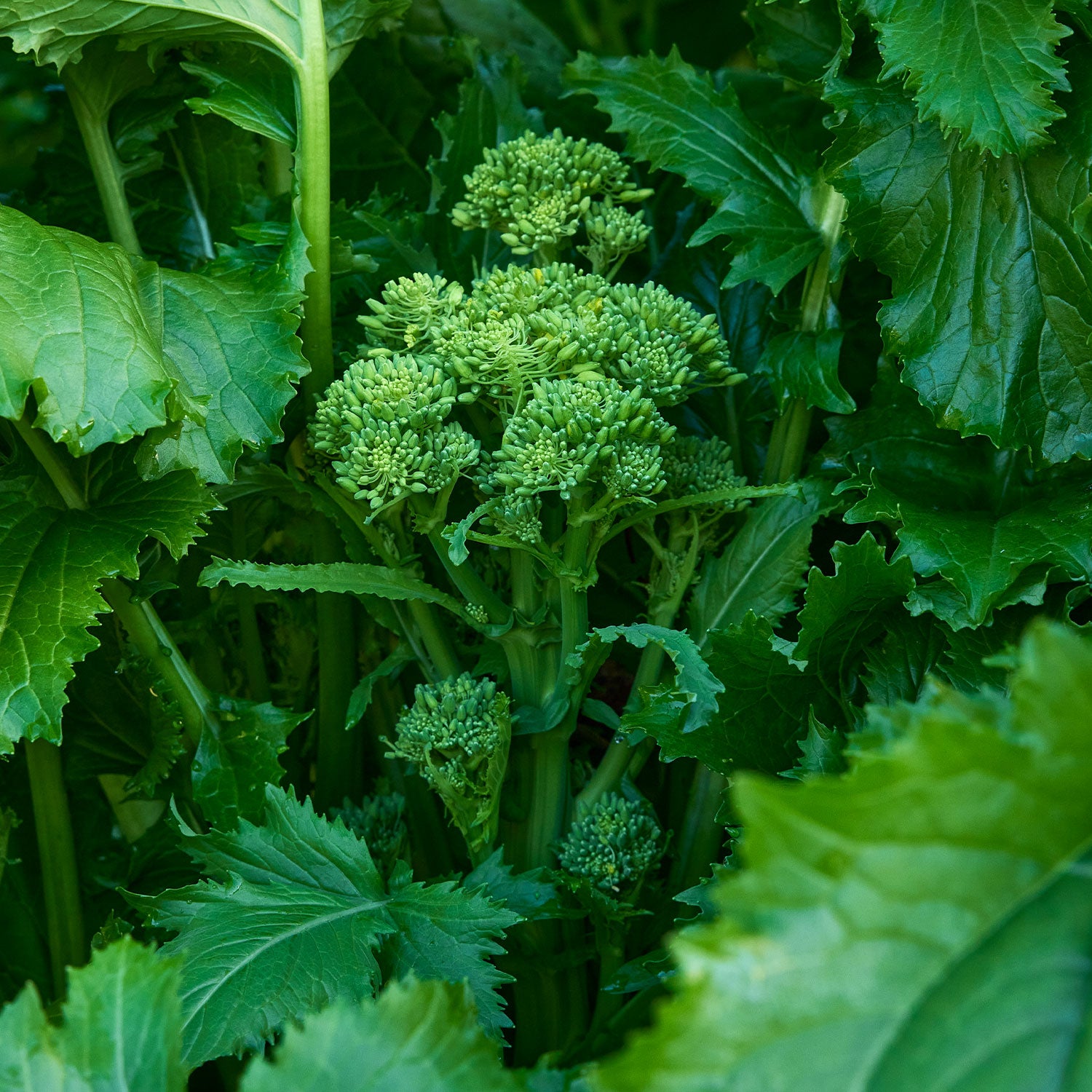 Spring Broccoli Raab