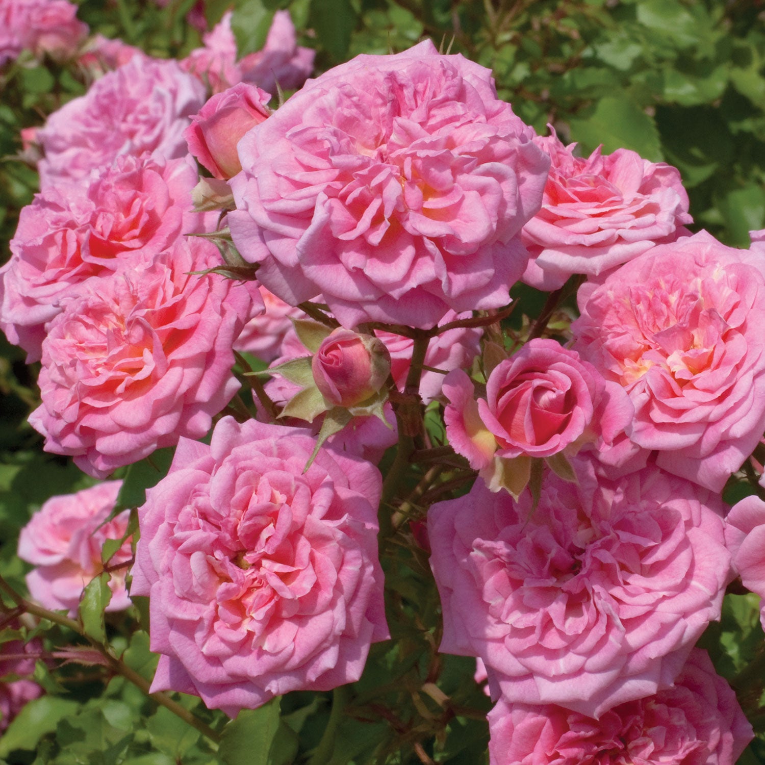 Sweet Drift Rose Bare Root