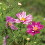 Rosetta Cosmos