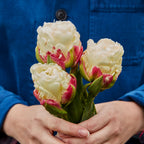 Ice Cream Tulip Bulbs