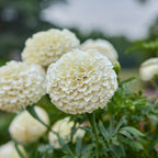 Star-Spangled Marigold