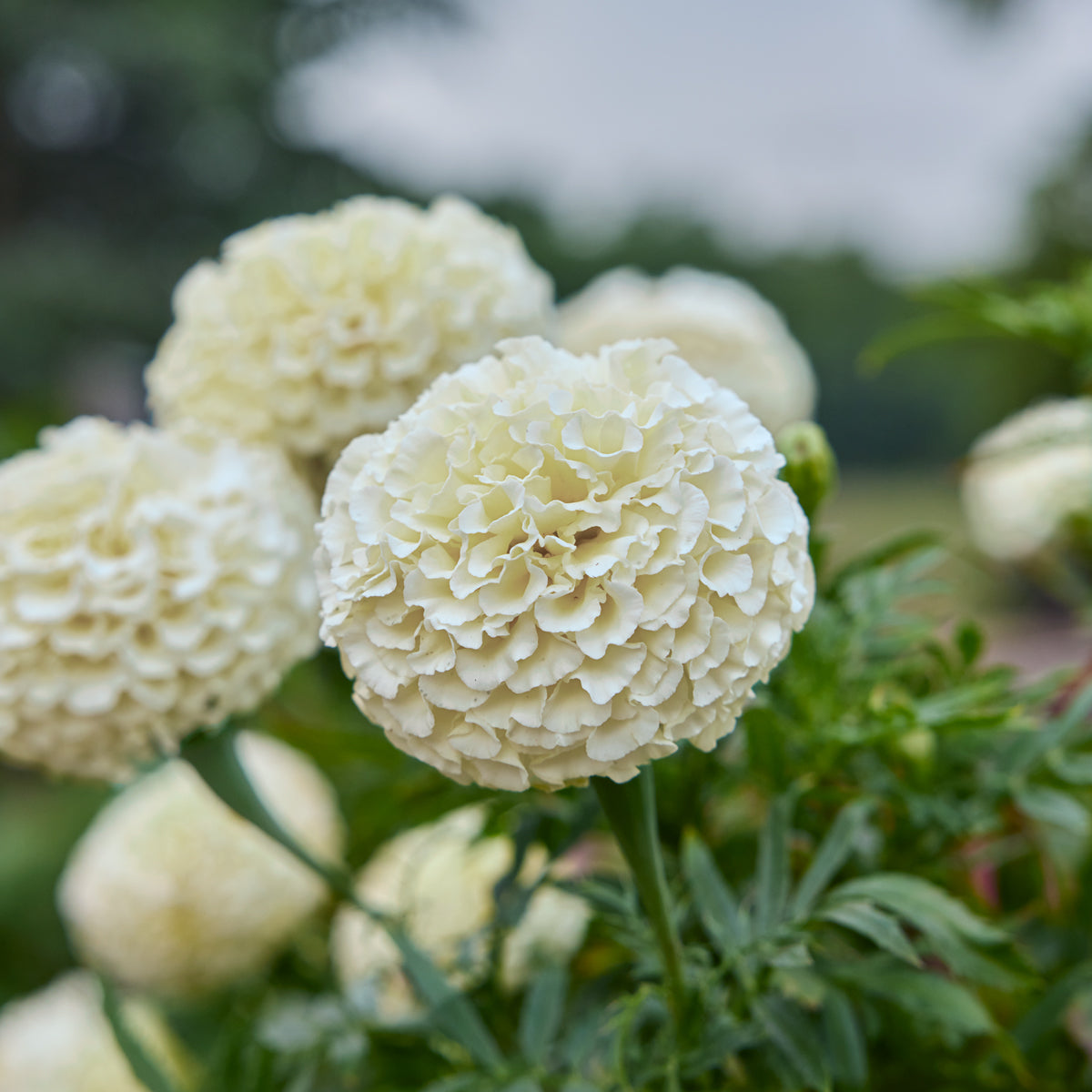 Star-Spangled Marigold
