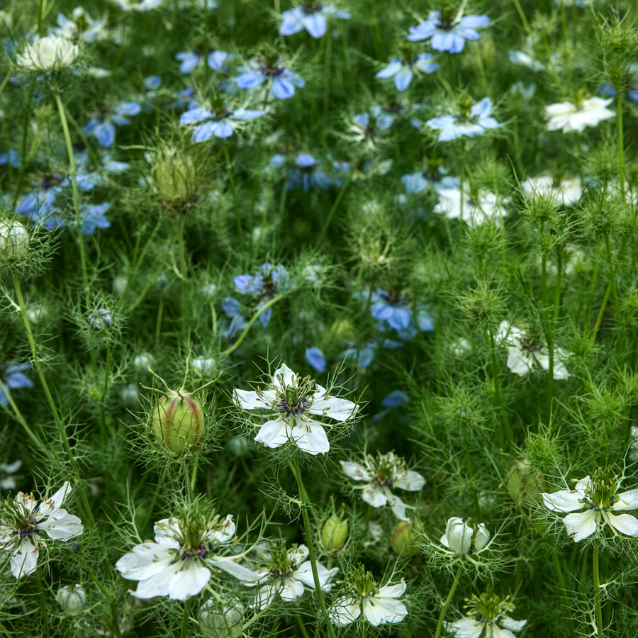 Miss Jekyll Mixed Colors Nigella
