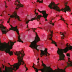 Glamour Girl Phlox Paniculata