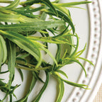 Mexican Tarragon