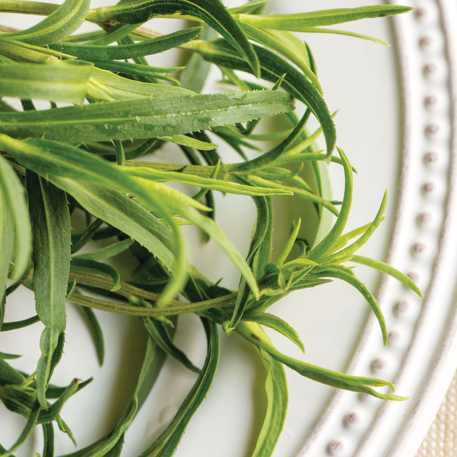 Mexican Tarragon