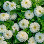 White Wedding Zinnia