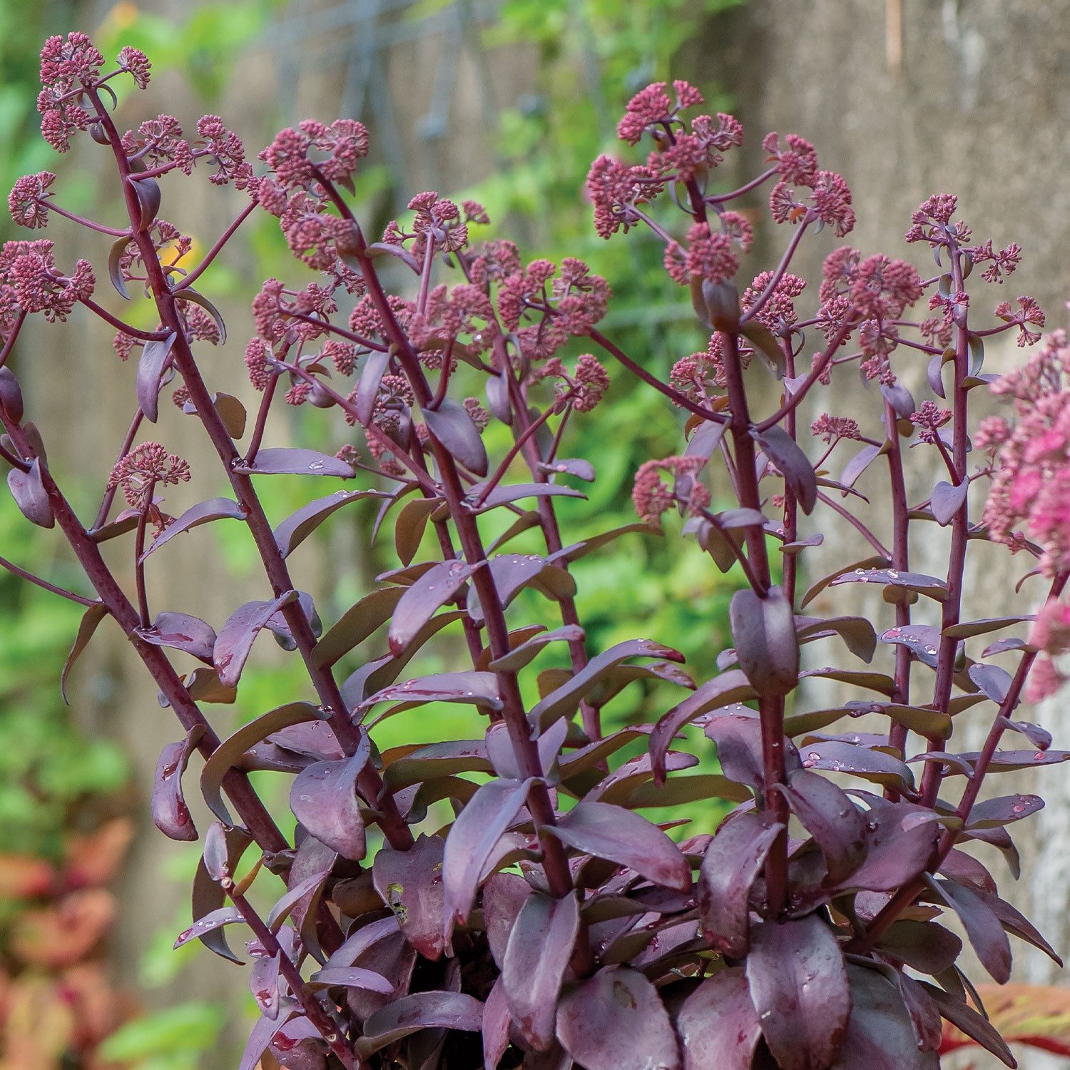 Oriental Dancer Sedum Bare Root