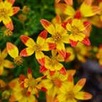 Star Dancer Bidens