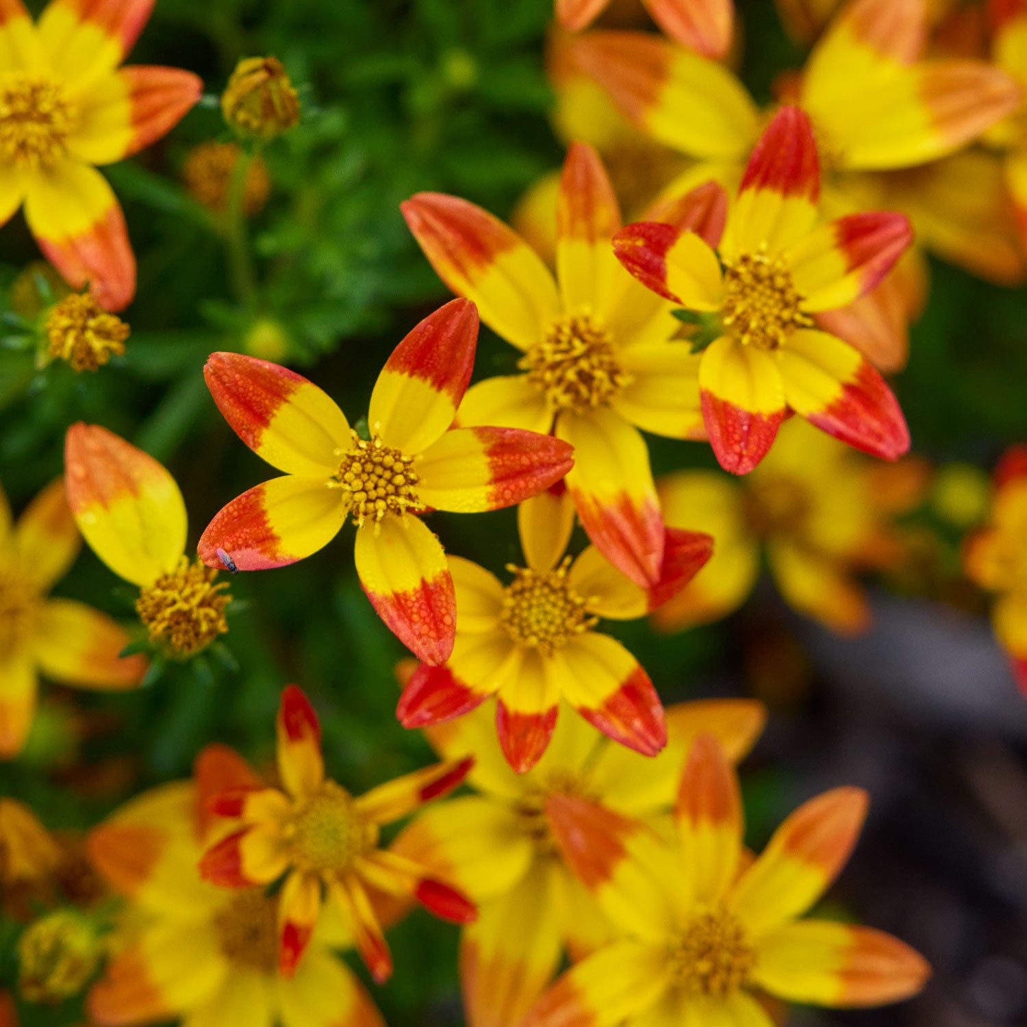 Star Dancer Bidens