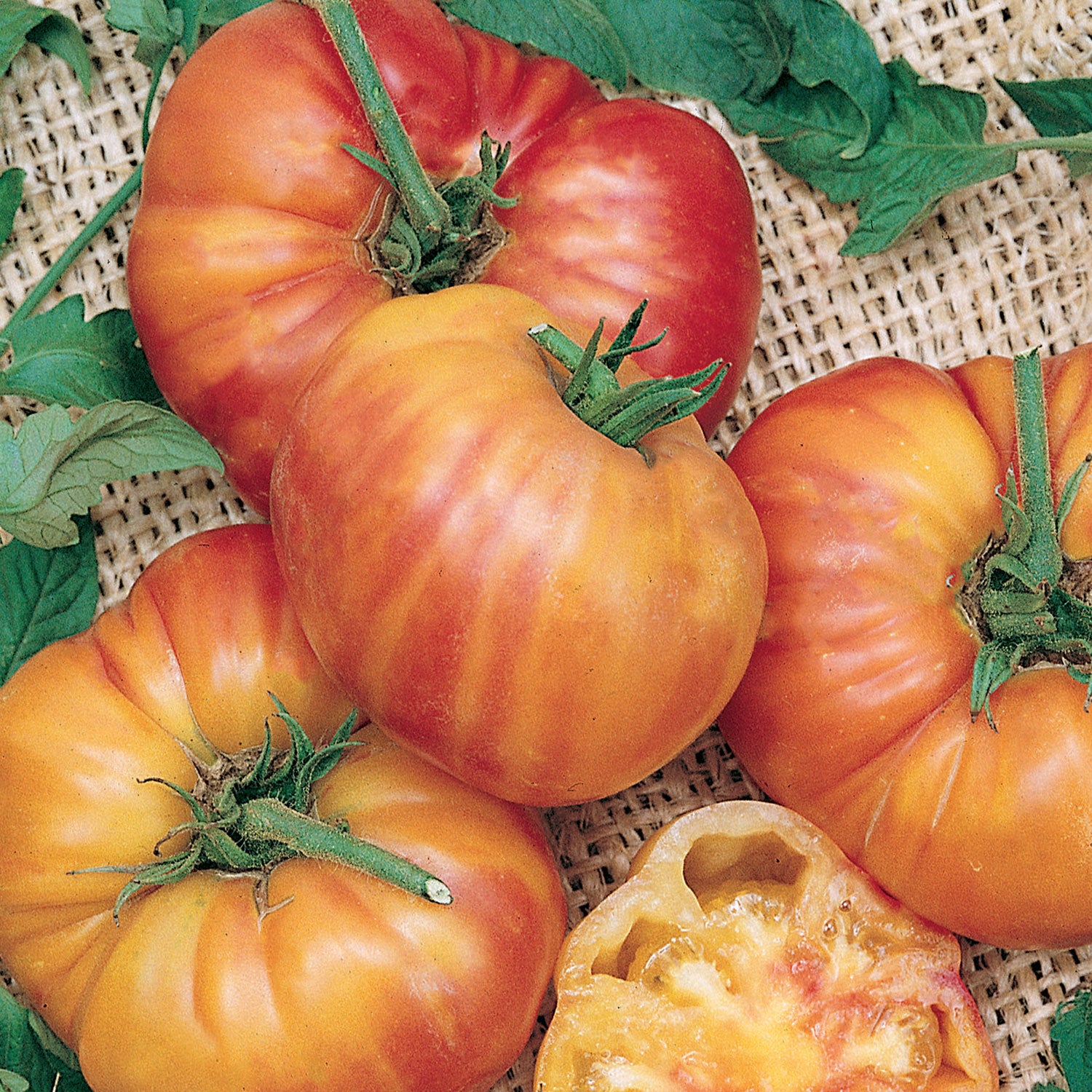Mr. Stripey Tomato