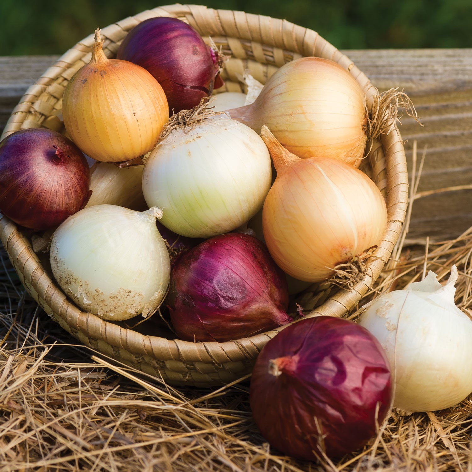 Long Day Collection Onion