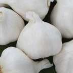 Italian Late Garlic Bulbs