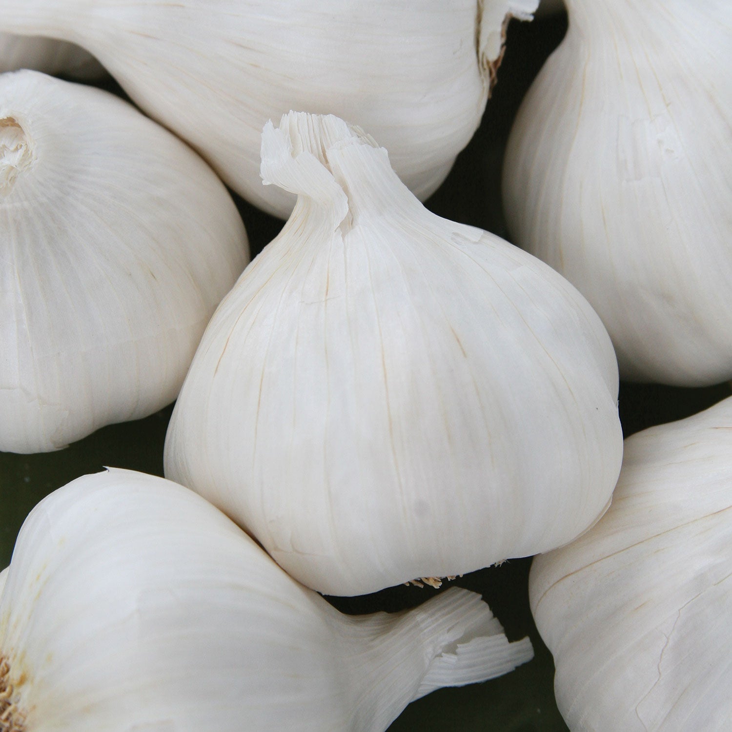 Italian Late Garlic Bulbs