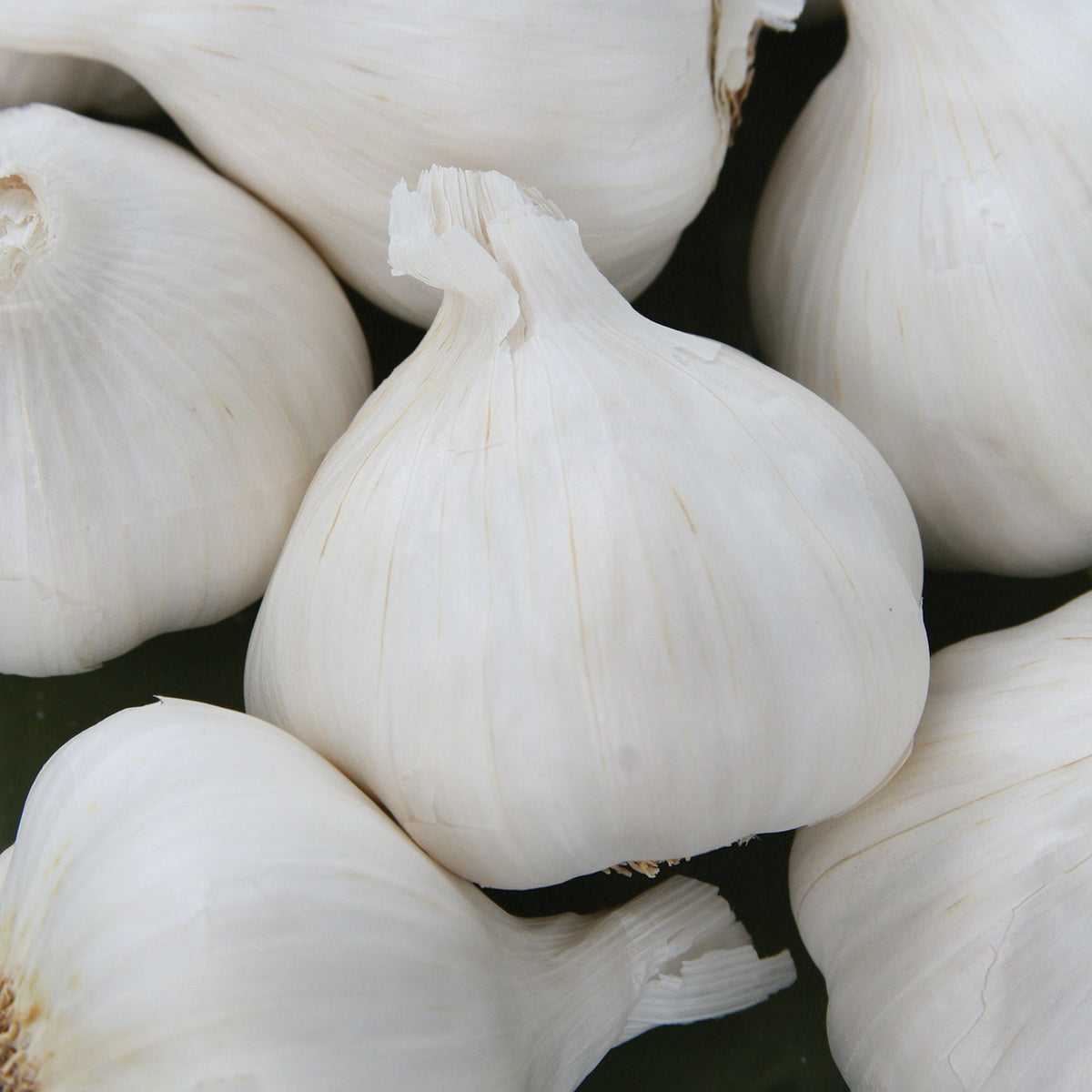 Italian Late Garlic Bulbs