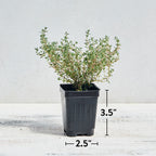Orangelo Thyme