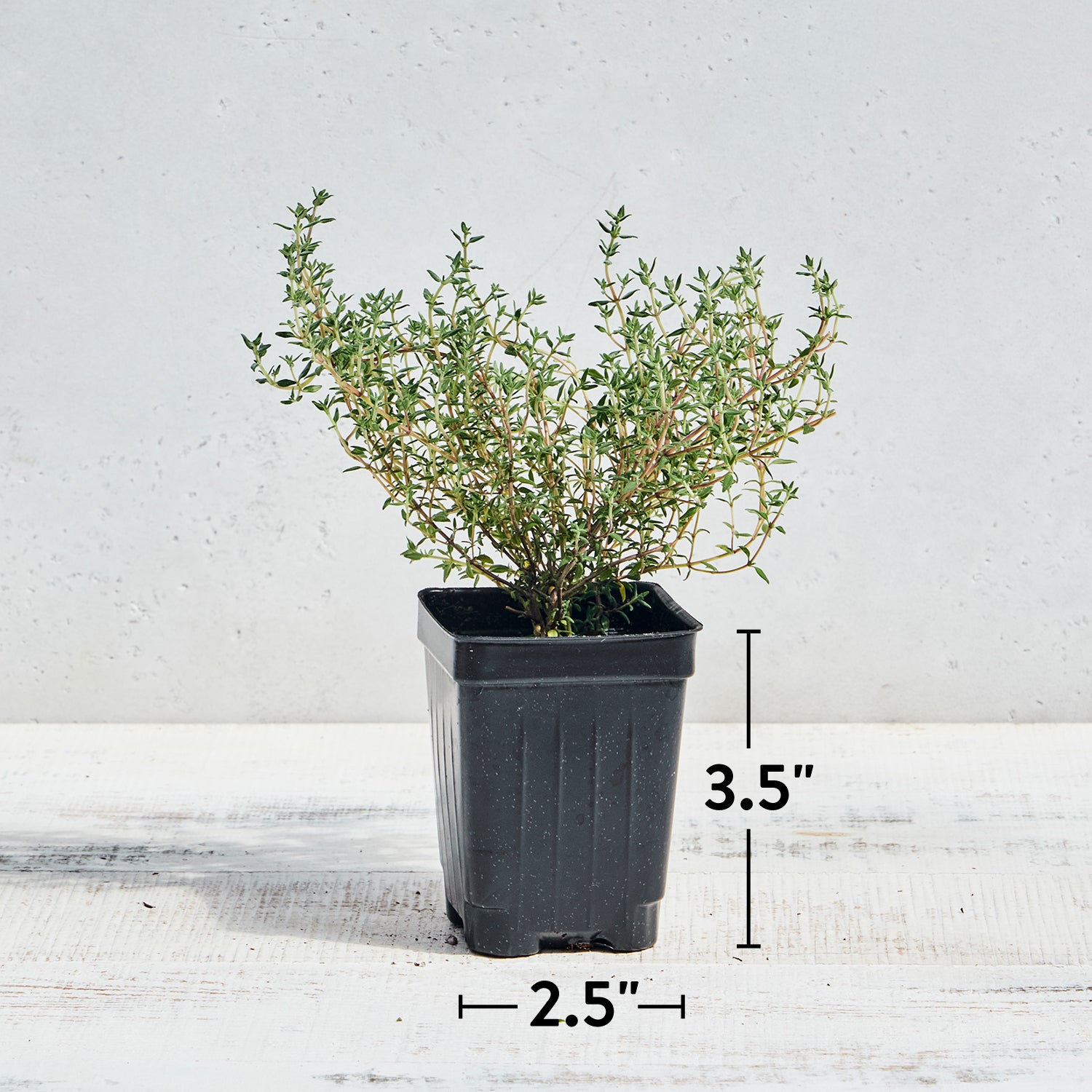 Orangelo Thyme
