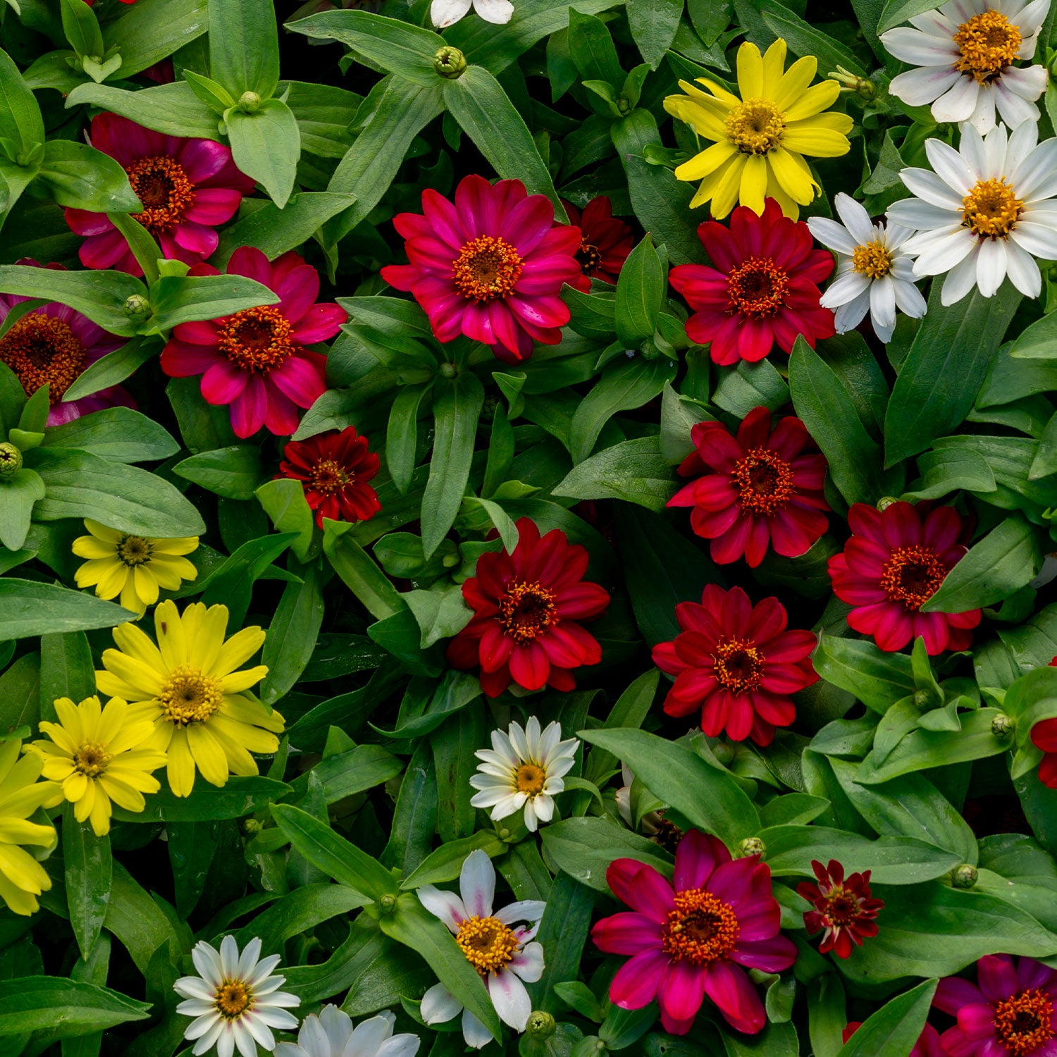 Raspberry Lemonade Mix Zinnia