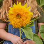 Teddy Bear Sunflower