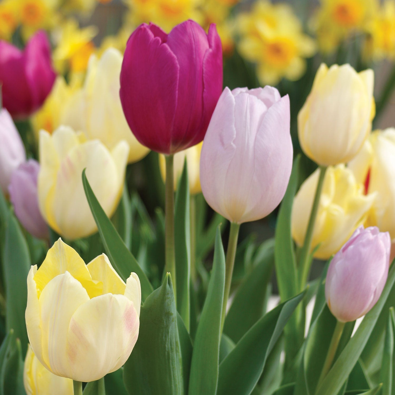 Early Prince Mix Tulip Bulbs