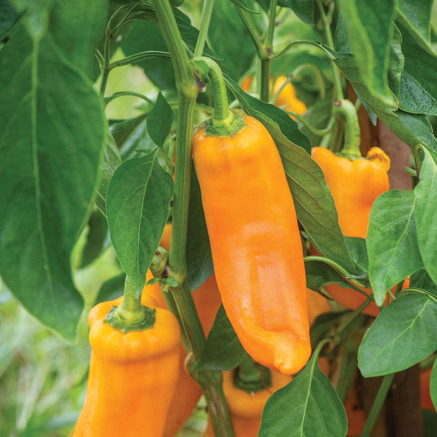 Big Daddy Sweet Pepper