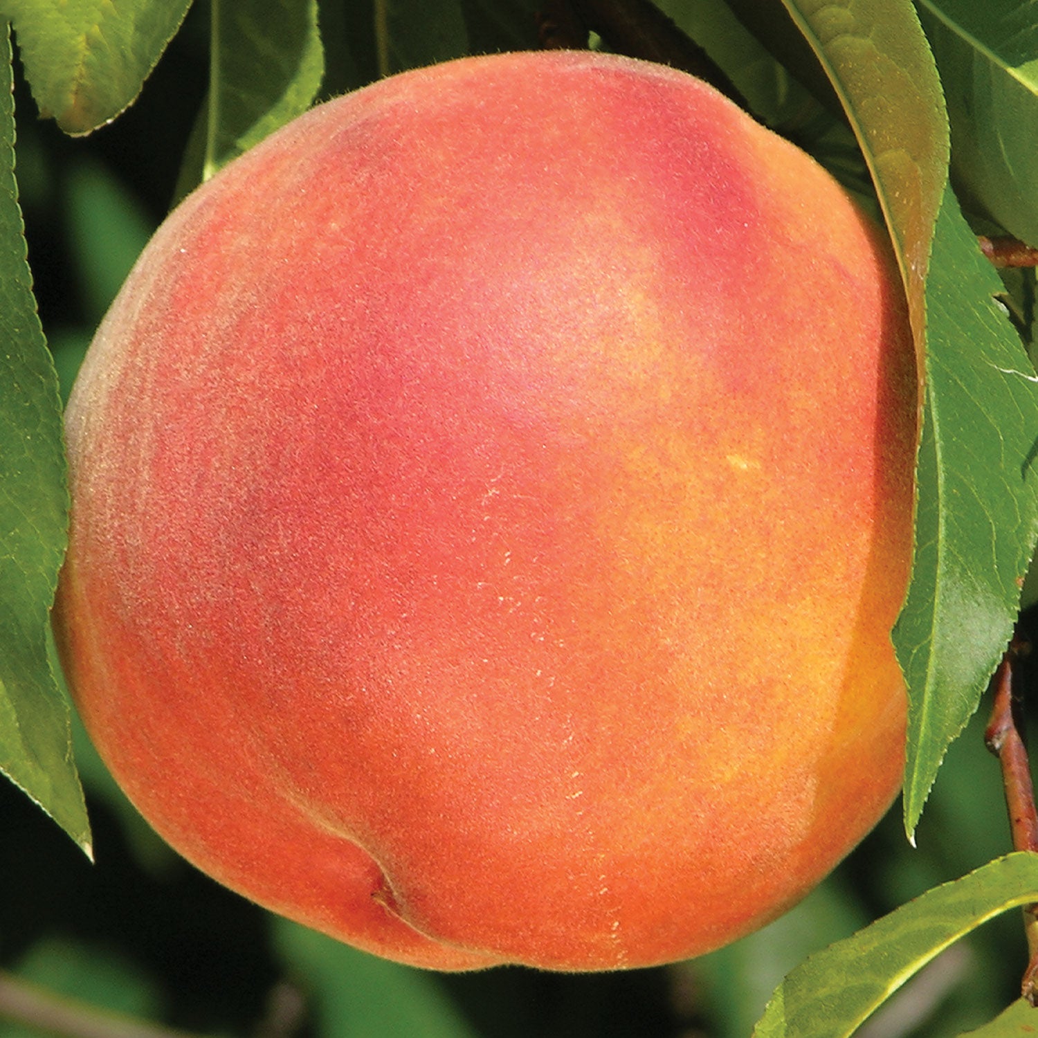 Crimson Rocket Peach Tree Bare Root