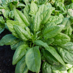 Persius Spinach
